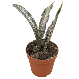 Sansevieria kirkii 'Coppertone'