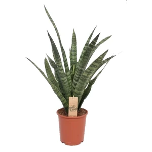 Sansevieria trifasciata 'Diamond Green'