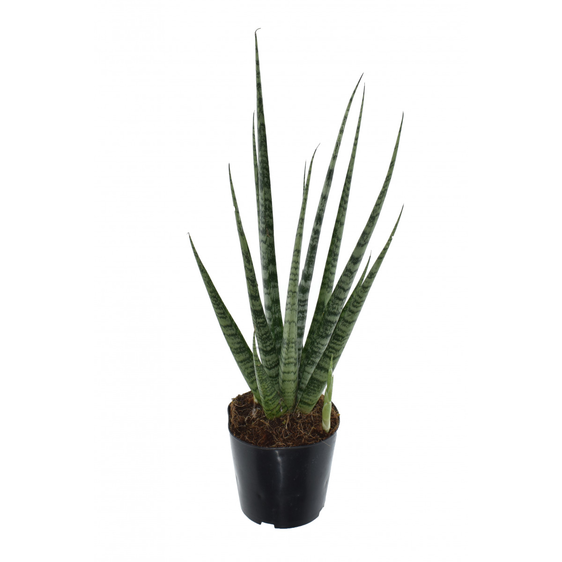 Sansevieria 'Digitorum'