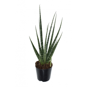 Sansevieria 'Digitorum'