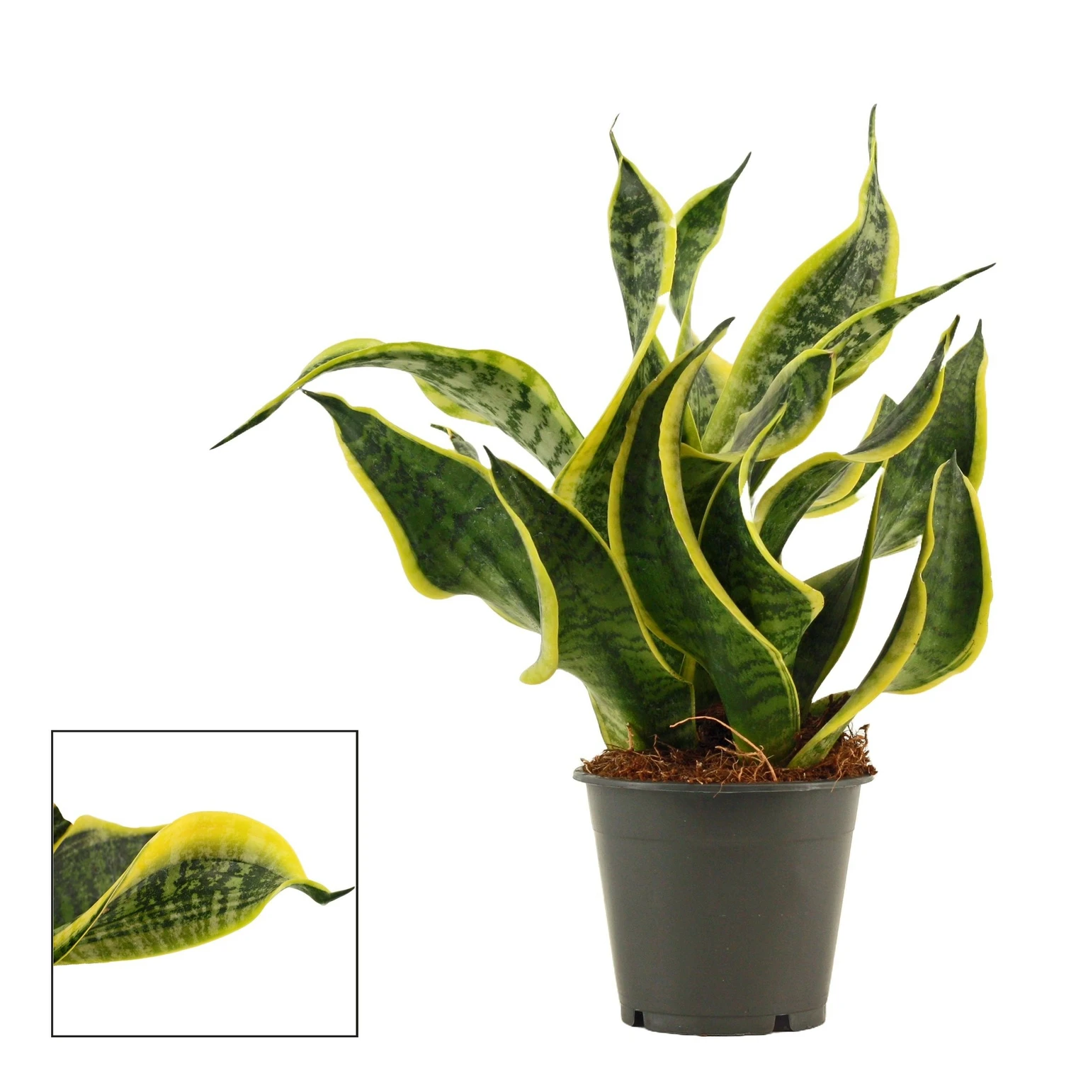 Sansevieria Trifasciata 'Dragon Tongue' - Cowell's Garden Centre ...