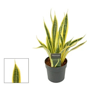 Sansevieria trifasciata 'El Dorado'