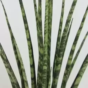 Sansevieria 'Fernwood Mikado' 12cm - image 2