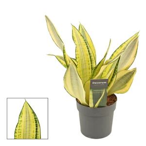 Sansevieria trifasciata 'Gold Dust'