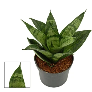 Sansevieria trifasciata 'Hahnii Frozen'