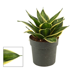 Sansevieria trifasciata 'Hahnii Stars and Stripes'