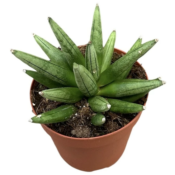 Sansevieria boncellensis 'Hedgehog'