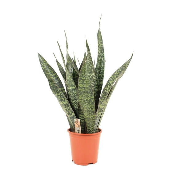 Sansevieria trifasciata 'Jamaiquina'