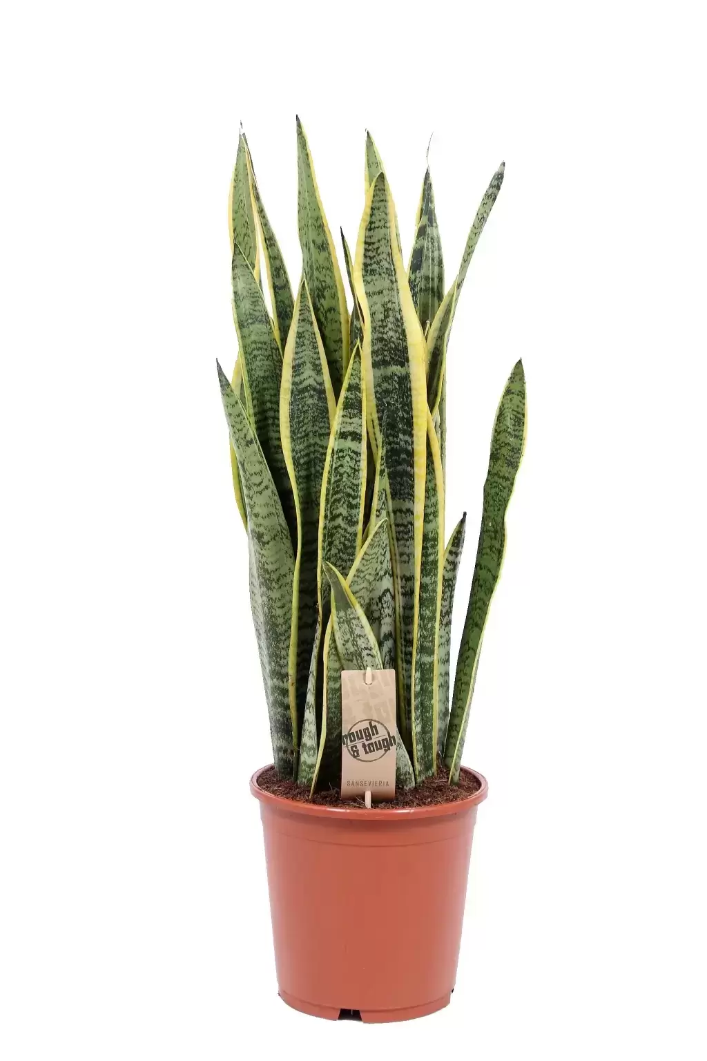 Sansevieria Trifasciata 'laurentii' 21cm - Cowell's Garden Centre 