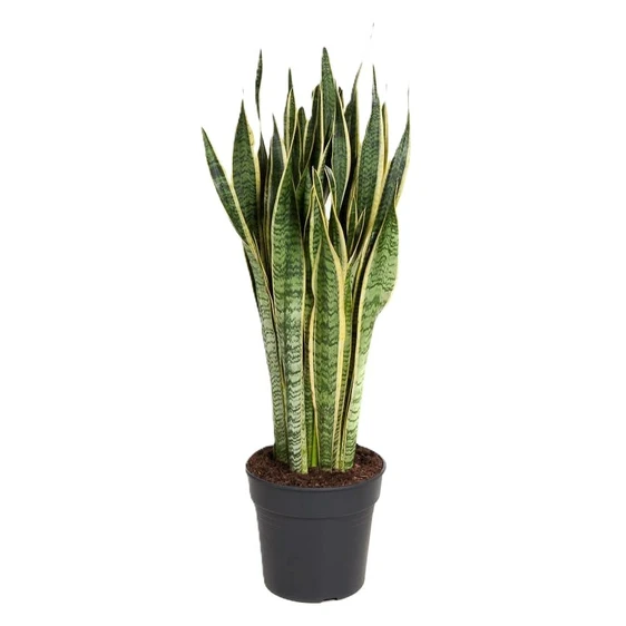 Sansevieria trifasciata 'Laurentii' 30cm