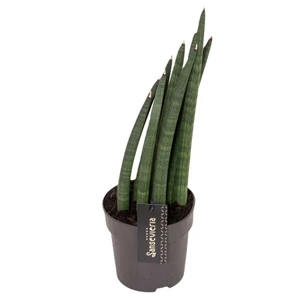 Sansevieria 'Mohawk'