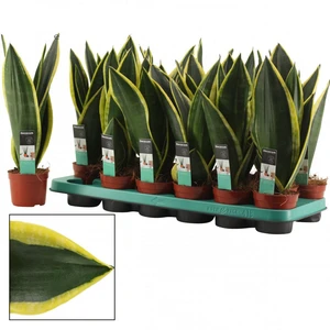 Sansevieria trifasciata 'Night Shade' 9cm