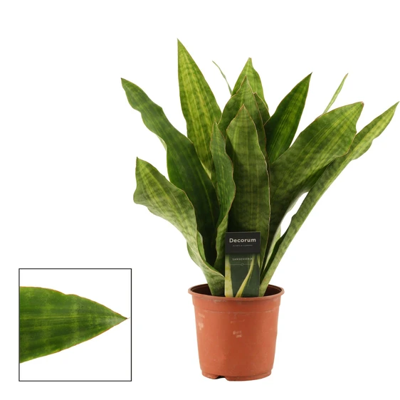 Sansevieria aubrytiana 'Nite Lite'