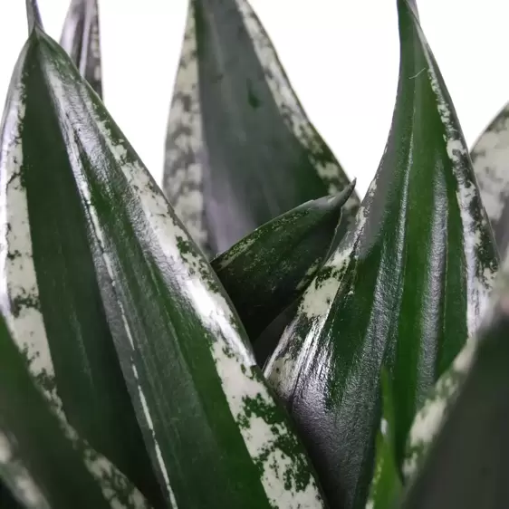 Sansevieria trifasciata 'Silver Flame' 12cm - image 1