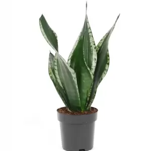 Sansevieria trifasciata 'Silver Flame' 12cm - image 3