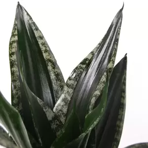 Sansevieria trifasciata 'Silver Flame' 12cm - image 2