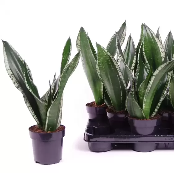 Sansevieria trifasciata 'Silver Flame' 12cm - image 4