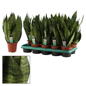 Sansevieria trifasciata 'Super Green' 14cm - image 1