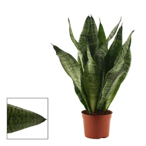 Sansevieria trifasciata 'Super Green' 9cm