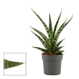 Sansevieria 'Tiger Crown'