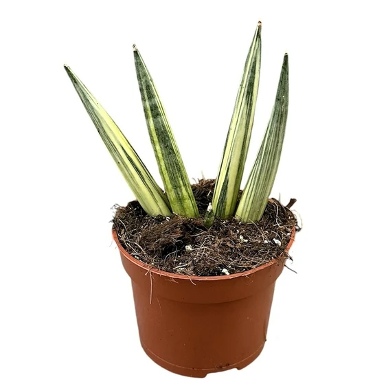 Sansevieria boncellensis 'Vareigata'