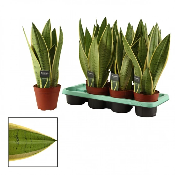 Sansevieria trifasciata 'White Snow'