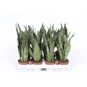 Sansevieria zeylanica 9cm