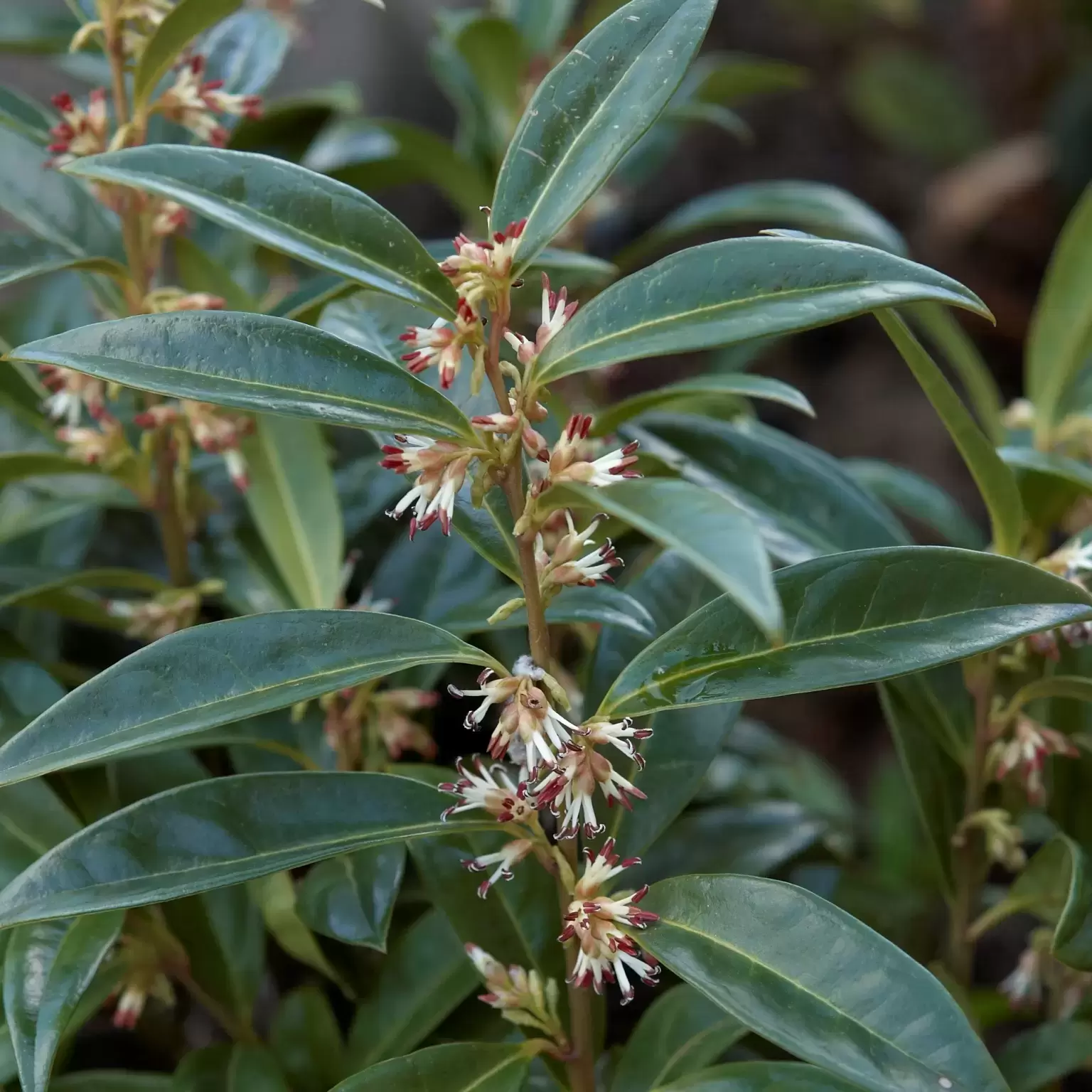 Sarcococca hookeriana var. humilis 2L - Cowell's Garden Centre ...