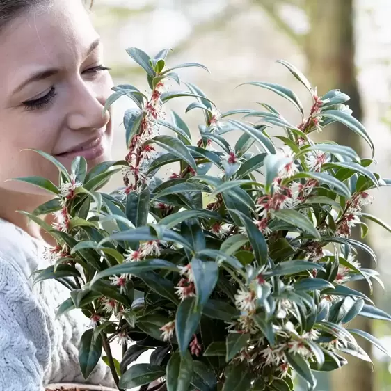 Sarcococca hookeriana 'Winter Gem' 4L - image 5