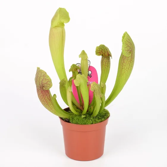 Sarracenia barba - image 2