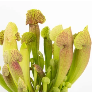 Sarracenia barba - image 1