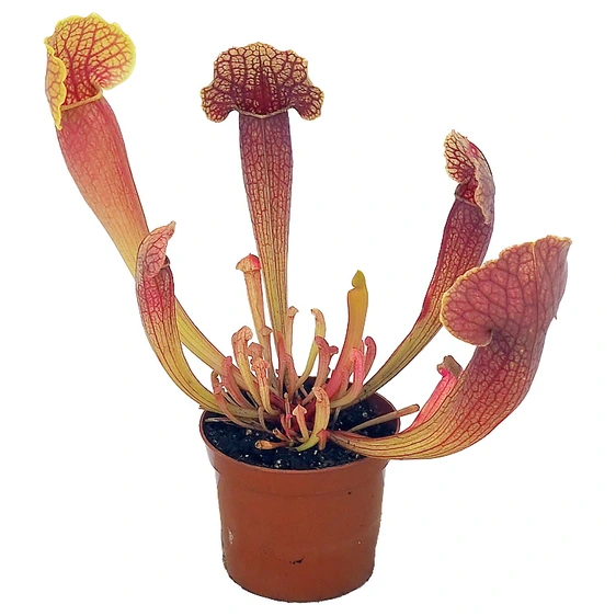 Sarracenia barba - image 3