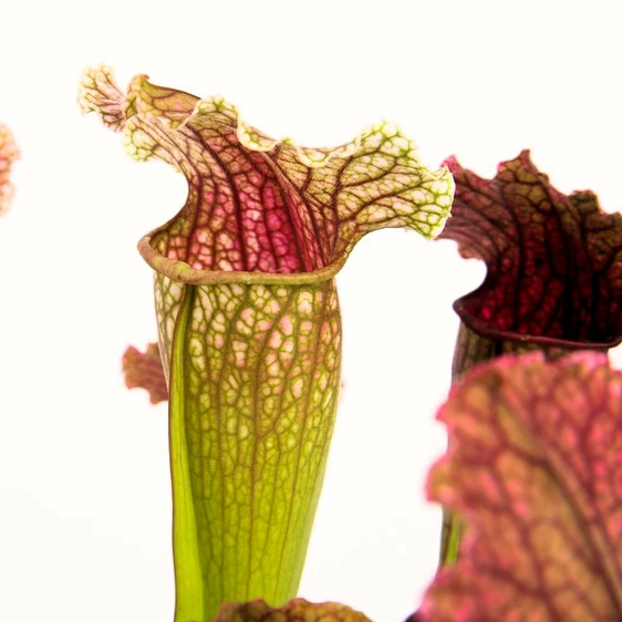 Sarracenia 'Fiona' 8.5cm - image 1