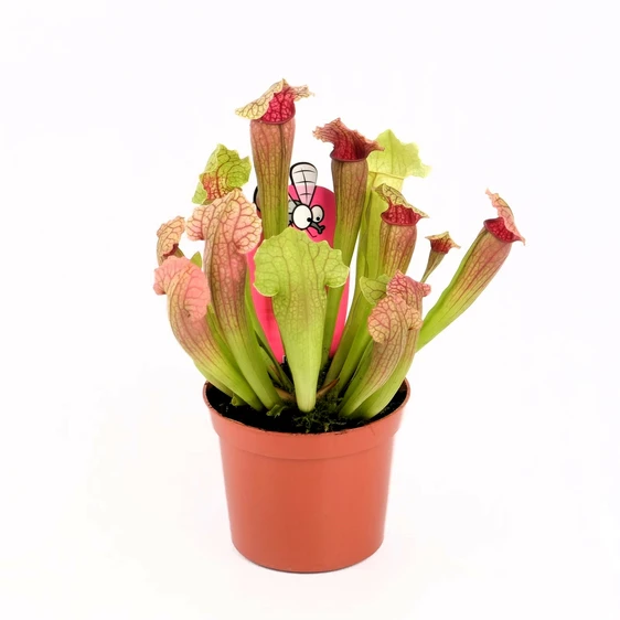 Sarracenia 'Fiona' 8.5cm - image 2