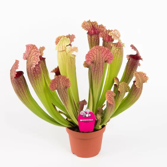 Sarracenia 'Fiona' 12cm - image 2