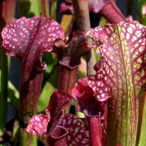 Sarracenia ‘Judith Hindle’