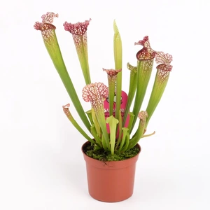 Sarracenia leucophylla hybrid - image 2