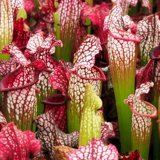 Sarracenia leucophylla hybrid - image 1