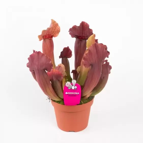 Sarracenia 'Maroon' 8.5cm - image 2