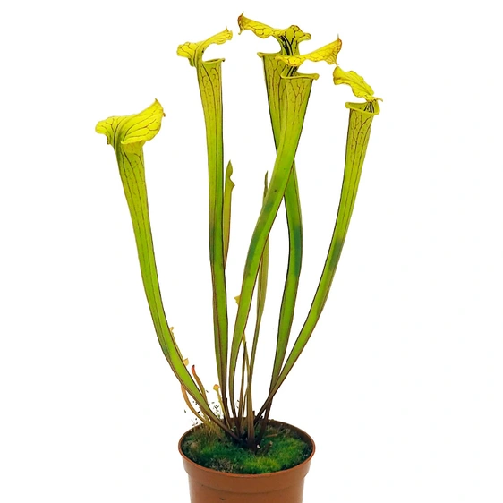 Sarracenia flava 'Redneck'