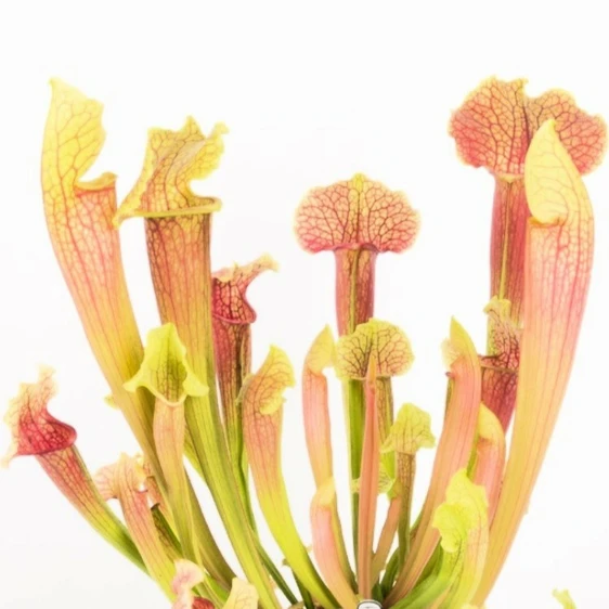 Sarracenia 'Smoorii'