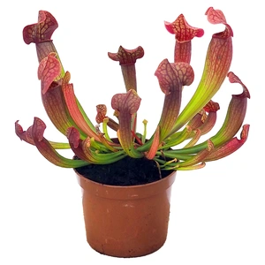 Sarracenia 'Tess' 8.5cm