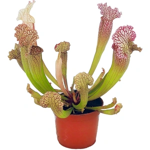 Sarracenia 'Velvet'