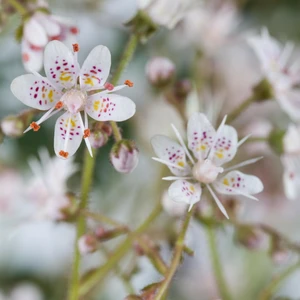 Saxifraga x urbium