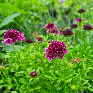 Scabiosa columbaria 'Barocca'