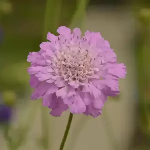 Scabiosa incisa 'Kudo Pink' 2L