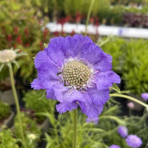 Scabiosa caucasia 'Perfecta' 2L