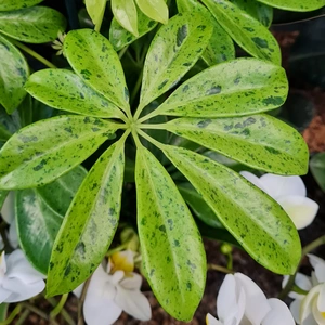 Schefflera 'Anne'