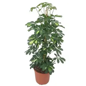 Schefflera 'Gold Capella' (Large)