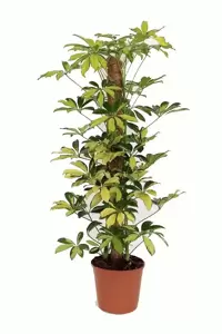 Schefflera arboricola 'Trinette' - image 2